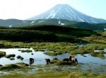 Камчатка – страна вулканов и медведей