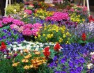 Цветочный фестиваль в Испании